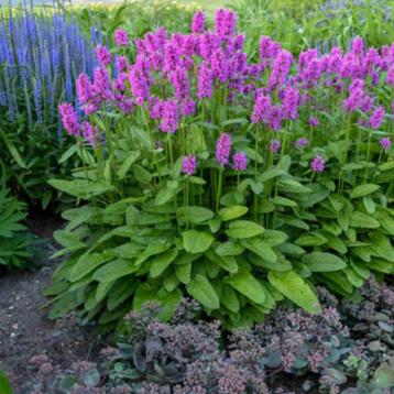 Stachys monieri Hummelo beschikbaar voor biedingen