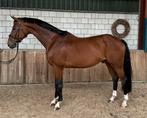‼️Leuke allrounder, 8jr. KWPN, 1.69m‼️, Dieren en Toebehoren, Paarden, Gechipt, Ruin, L, 7 tot 10 jaar