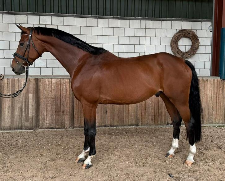 ‼️Leuke allrounder, 8jr. KWPN, 1.69m‼️, Dieren en Toebehoren, Paarden, Ruin, L, 165 tot 170 cm, 7 tot 10 jaar, Recreatiepaard