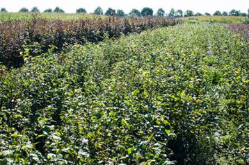 Haie de hêtres verts Fagus sylvatica disponible aux enchères