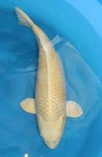 Koi 55 cm, Dieren en Toebehoren