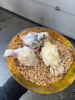 Kakariki's voor handopfok, Dieren en Toebehoren, Vogels | Parkieten en Papegaaien