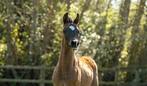 Prachtige arabische hengstveulen, Dieren en Toebehoren, E pony (1.48m - 1.57m), Niet van toepassing, 0 tot 2 jaar, Hengst