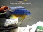 🐟 Protomelas spilonotus Tanzania  6 cm. Cichlidés, Animaux & Accessoires, Poissons | Poissons d'aquarium, Poisson, Poisson d'eau douce