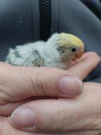 Agapornis baby tam