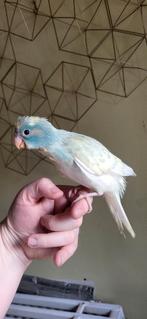 Kakariki  apprivoisé, Animaux & Accessoires, Oiseaux | Perruches & Perroquets