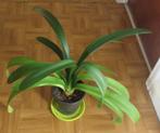 Clivia, Bloeiende kamerplant, Ophalen, In pot