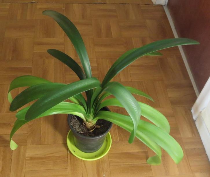 Clivia, Huis en Inrichting, Kamerplanten, Bloeiende kamerplant, In pot, Ophalen