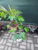 vijgeboom in pot met vijg, Ophalen, Lente, Volle zon, In pot