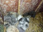 Dwergkonijntjes gratis ter adoptie (half mei), Klein, Meerdere dieren, 0 tot 2 jaar