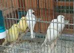 Kanaries, Dieren en Toebehoren