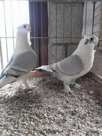 Oud-Oosterse Meeuwen., Dieren en Toebehoren, Vogels | Duiven