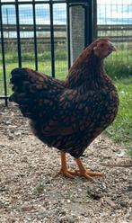 Wyandotte kriel, Dieren en Toebehoren, Pluimvee