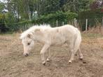 Mini paardje palomino (veulen), Dieren en Toebehoren, Pony's, Merrie