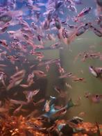 Poisson guppys 10 à 8€, Dieren en Toebehoren, Vissen | Aquariumvissen