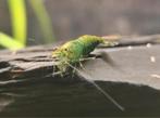Green emerald groepje te koop 10 stuks voor 30 euro, Dieren en Toebehoren