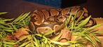 Konings (bal) python 4 jaar oud, Dieren en Toebehoren