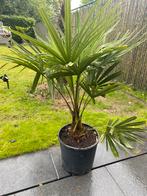 Palmboom 70 cm, Jardin & Terrasse, Plantes | Arbres, Palmier, Enlèvement ou Envoi, Moins de 100 cm
