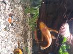 Aquarium, Vis, Zoetwatervis, Schoolvis