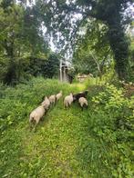 Gezocht weides voor begrazing, Schaap