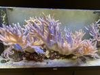 Aquarium, Animaux & Accessoires, Enlèvement, Utilisé, Aquarium d'eau de mer rempli