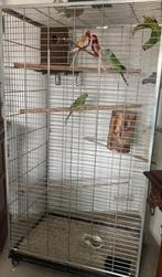 Parkieten + kooi
