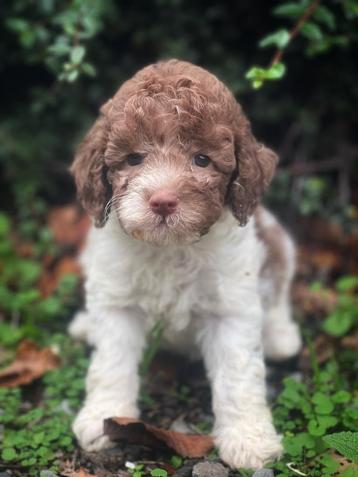 Italiaanse waterhond pupjes bij ons geboren  beschikbaar voor biedingen