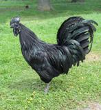 Ayam cemani, Dieren en Toebehoren, Pluimvee