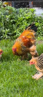 Brahma groothoender haan te ruil of te koop