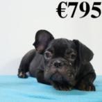 "Moby" Bouledogue Français - Chiot à vendre, 15 semaines à 1 an, Chien (mâle), Parvovirose, Autres races