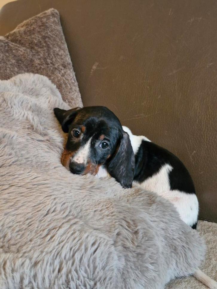 Teckel reutje, Dieren en Toebehoren, Honden | Teckels en Dashonden, Reu, Korthaar, Dwerg, Fokker | Hobbymatig, Eén hond, België