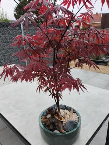 Acer bonsai met mudman beeldje