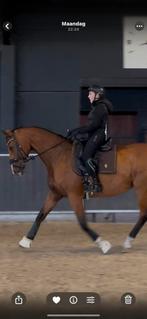 Halve stal gezocht!!, Dieren en Toebehoren, Paarden, Dressuurpaard
