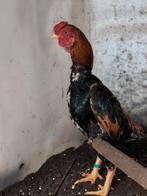 Ko shamo, Animaux & Accessoires