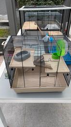 Hamster kotjes 5 stuks ,afzonderlijk te koop kan ook, Dieren en Toebehoren, Ophalen, Zo goed als nieuw