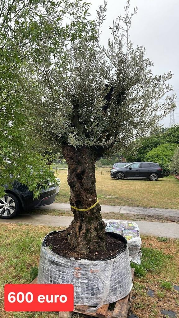 ‼️mega olijfbomen aan promoprijzen ‼️, Tuin en Terras, Planten | Bomen, Ophalen