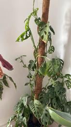 Monstera Seguin, Huis en Inrichting, Kamerplanten, Overige soorten, Halfschaduw