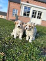 Prachtige Huskydoodle pups (husky x poedel ), Dieren en Toebehoren, Parvo, België, 8 tot 15 weken, Meerdere