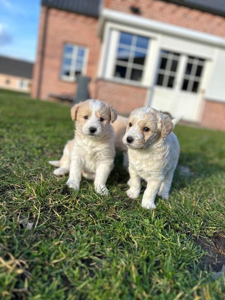 Beaux chiots Huskydoodle (husky x caniche), Animaux & Accessoires, Chiens | Sans pedigree, Taille moyenne, Plusieurs animaux, Éleveur | Professionnel