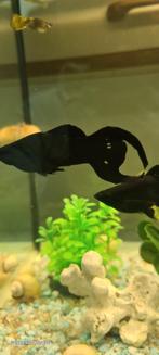 black molly, Dieren en Toebehoren, Vissen | Aquariumvissen