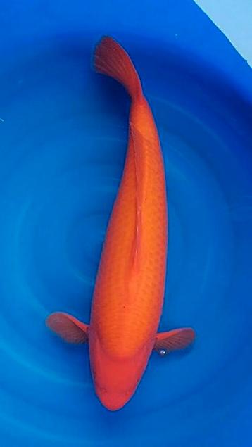 Benigoi van sakai fish farm beschikbaar voor biedingen