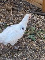Haan 4x, Dieren en Toebehoren, Pluimvee, Mannelijk, Kip