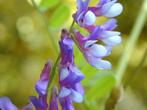 Bonte Wikke zaden, Vicia villosa, Verzenden, Zaad