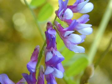 Bonte Wikke zaden, Vicia villosa   beschikbaar voor biedingen