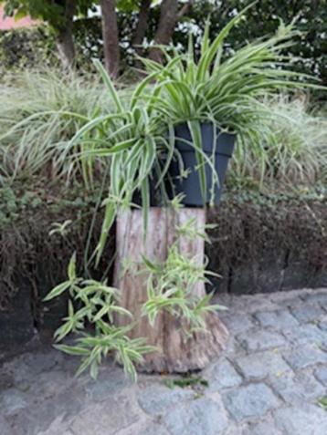 Graslelie planten in plastieken pot met vele jonge scheuten. beschikbaar voor biedingen