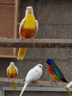 Splendid parkieten, Dieren en Toebehoren, Vogels | Parkieten en Papegaaien, Meerdere dieren, Geringd