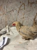 Een sier kip van 1 jaar oude hen, Dieren en Toebehoren, Pluimvee, Vrouwelijk, Kip