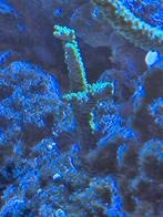 ACROPORA FORMOSA VERT, Enlèvement
