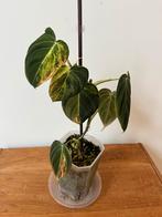 Philodendron Melanochrysum Variegata, Ophalen of Verzenden