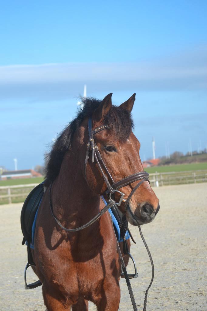 Leuke stevige ruin, Animaux & Accessoires, Poneys, Hongre, B, Poney E (1.48 m - 1.57m), Poney de récréation, 7 à 10 ans